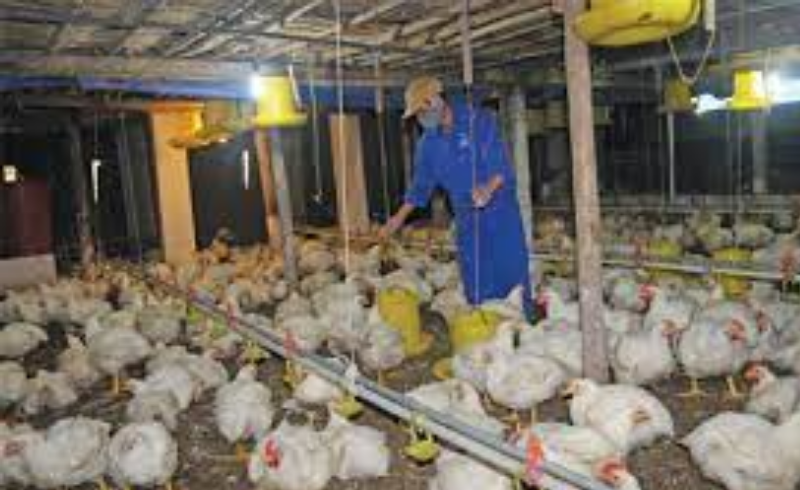 80% trang trại chăn nuôi liên kết theo chuỗi