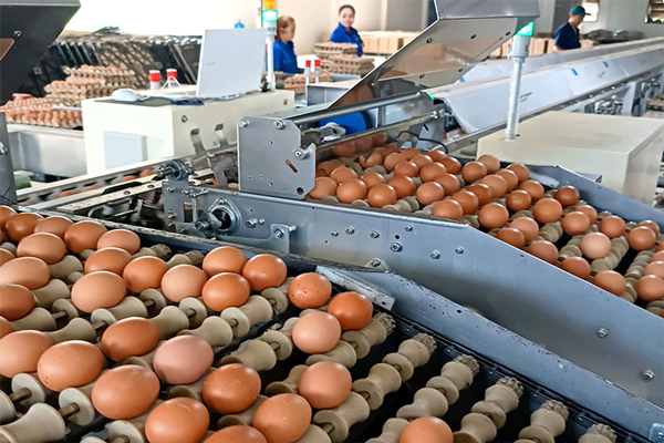 Áp dụng công nghệ máy phân loại trứng: Bước tiến mới trong quy trình sản xuất
