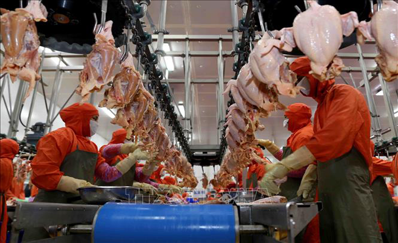 Nhà máy chế biến sản phẩm thịt C.P Hà Nội sản xuất khép kín từ trang trại đến bàn ăn