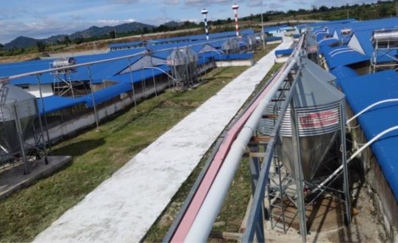 Gia Lai chuyển dịch chăn nuôi theo hướng tập trung công nghệ cao