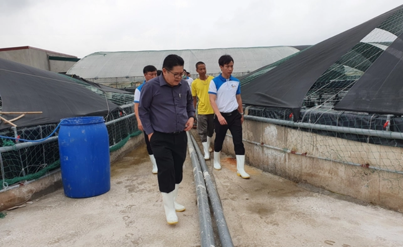 C.P. Việt Nam: Nuôi tôm sạch tại Bà Rịa – Vũng Tàu