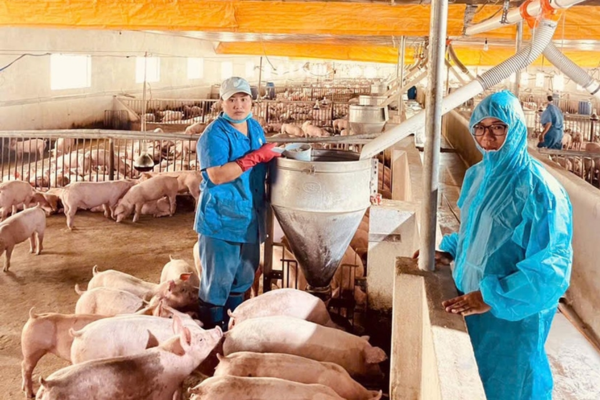 Làm giàu từ mô hình đa cây, đa con