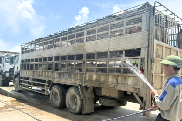 'Sàn giao dịch' heo quy mô nhất miền Bắc