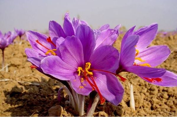 Gia vị đắt nhất thế giới