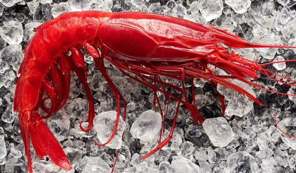 Tôm đỏ Địa Trung Hải là gì mà có giá vài triệu đồng một ký?