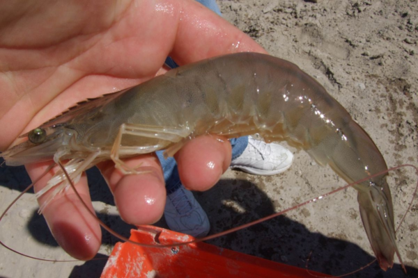 C.P. Việt Nam đầu tư nuôi tôm sạch tại Bà Rịa – Vũng Tàu