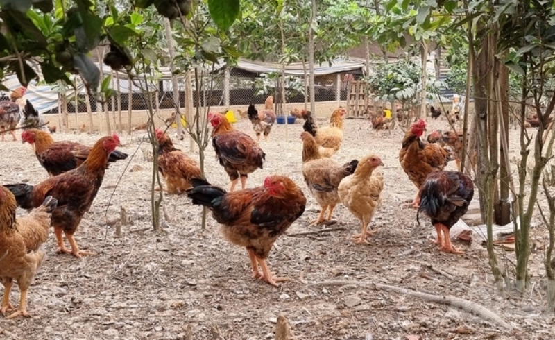 Nở rộ mô hình chăn nuôi liên kết theo chuỗi