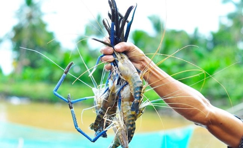 Phó Giám đốc C.P Việt Nam: Tôm Bến Tre có một đặc điểm 