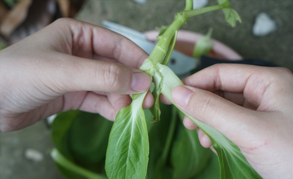 5 cách kết hợp thực phẩm giúp hấp thụ chất dinh dưỡng tốt hơn