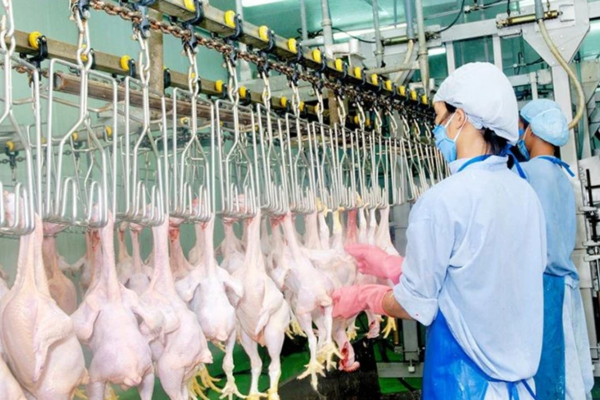 Phát triển chăn nuôi theo hướng sản xuất hàng hóa