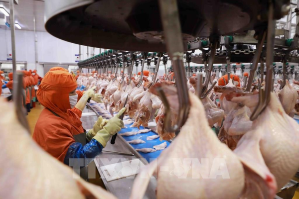 Nông nghiệp chuyển đổi không phát thải