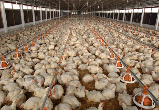 Nhiều hộ dân Bình Phước mở trang trại cung cấp gà thịt cho đại dự án lớn nhất Đông Nam Á