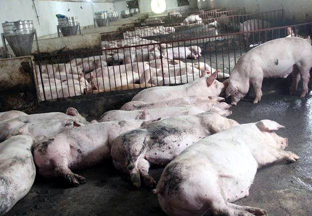 Cảnh báo: Dịch bệnh châu Phi từ Trung Quốc vào Việt Nam