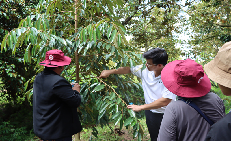 Tập đoàn C.P tại Thái Lan khảo sát vùng trồng sầu riêng Đồng Tháp