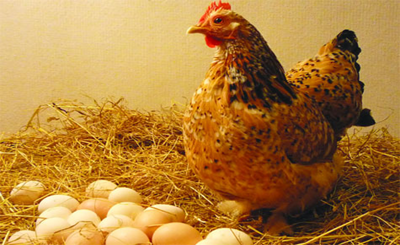 Để gà đẻ nhiều trứng...