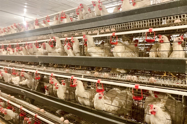 Giống gà đẻ trứng trắng hồng năng suất vượt trội và bền bỉ