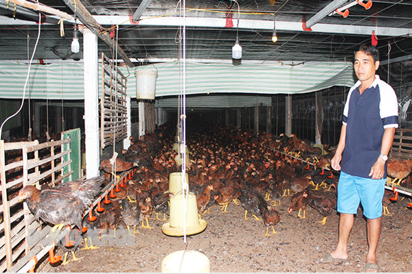 Nuôi gà gia công trong ‘trại lạnh’ có thu nhập ổn định