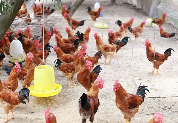 Giá gà xuất chuồng giảm mạnh