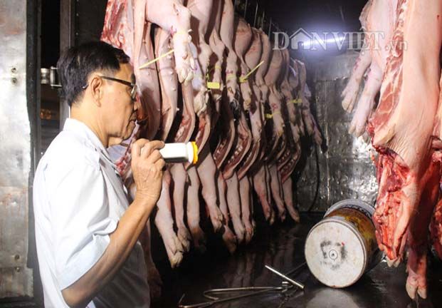 Giá heo hơi 20/5: Tin vui giá lợn hơi miền Nam đang tăng lên