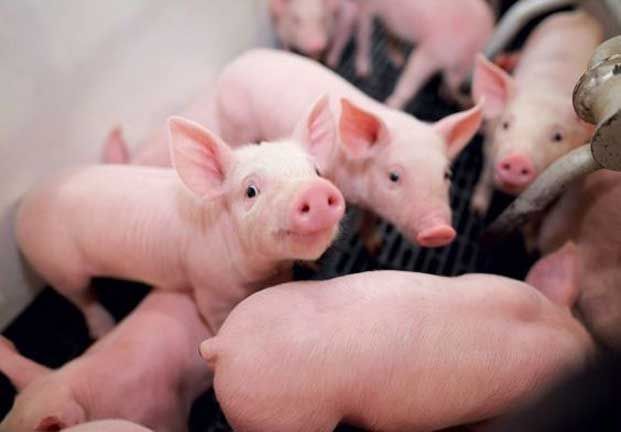 Giá heo hơi hôm nay 16/6: Tiếp tục giảm, miền Bắc giá lợn cao nhất 92.000 đồng/kg