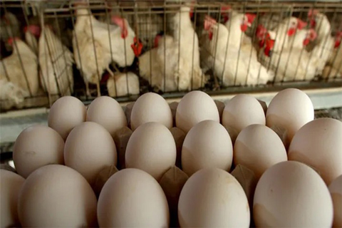Dinh dưỡng nâng cao tỷ lệ đẻ trứng