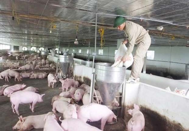Lợn ở trang trại lớn được chăn nuôi giết mổ đảm bảo an toàn