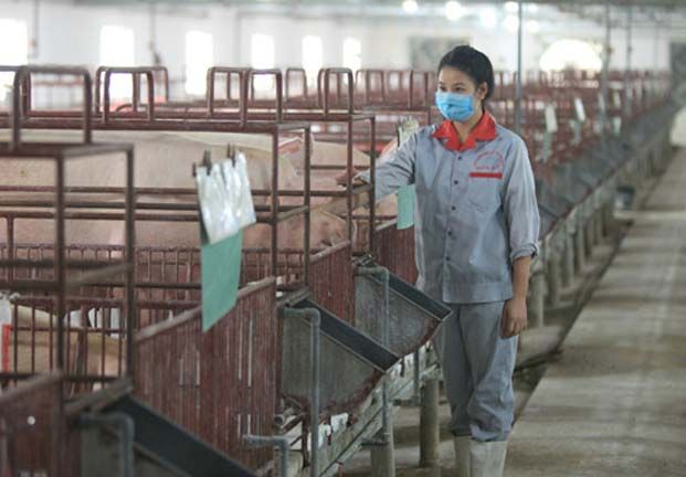 Hà Nội nỗ lực xây dựng vùng chăn nuôi an toàn