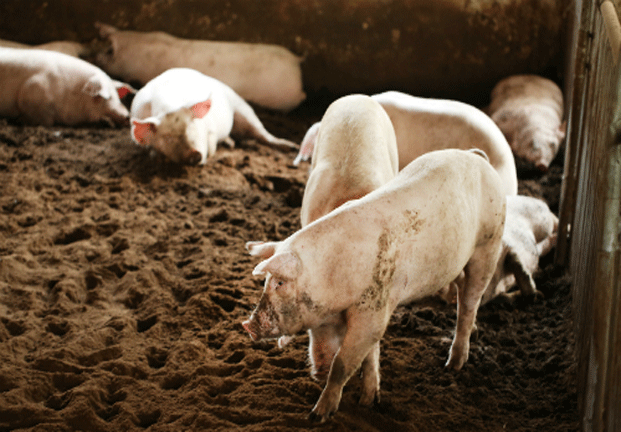 Heo hơi liên tục tăng giá mạnh