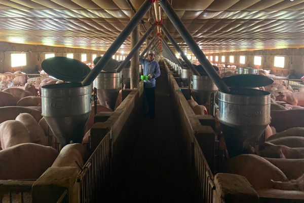 Chăn nuôi heo gia công: Hướng đi an toàn, hiệu quả