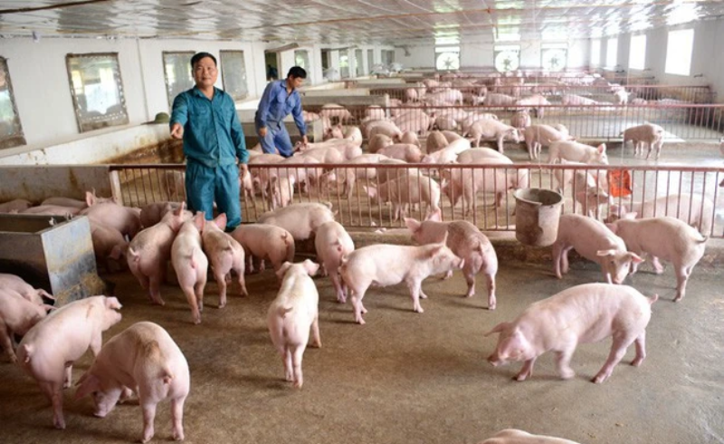 Nhiều “ông lớn” đổ bộ vào chăn nuôi lợn