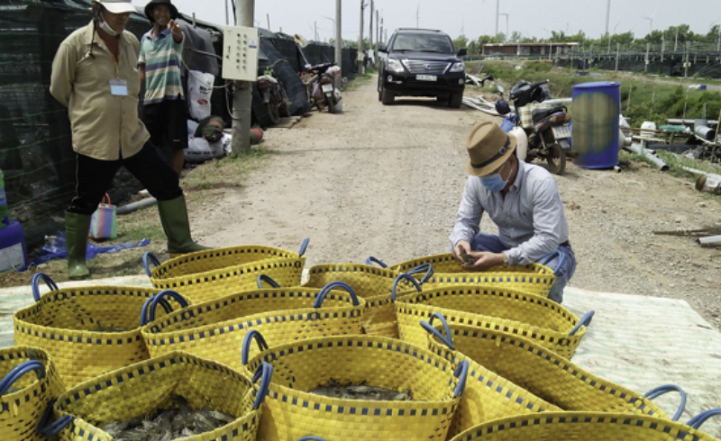 Nuôi tôm ở miền Tây, từ nông dân nhỏ tới doanh nghiệp to đều chưa kịp mừng một đã phải lo mười