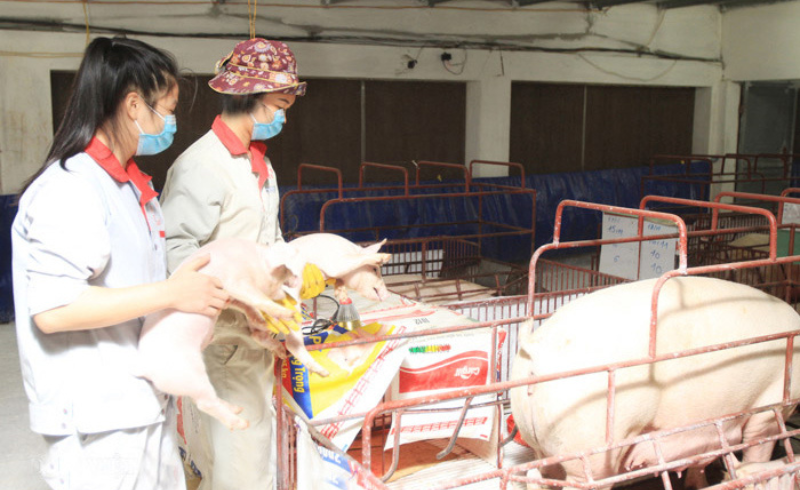 Ngành chăn nuôi vượt khó