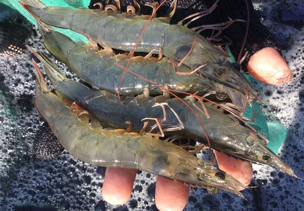 Tôm giống C.P. Việt Nam: Từ thương hiệu tới đẳng cấp