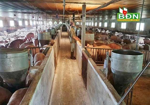 Liên kết nuôi heo công nghệ cao: Hạn chế rủi ro về giá cả và dịch bệnh