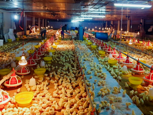 Tây Ninh: Liên kết theo chuỗi giá trị-phát triển chăn nuôi bền vững