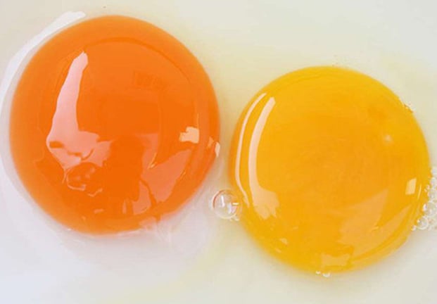 Trứng có lòng đỏ sẫm khác gì với lòng đỏ nhạt?