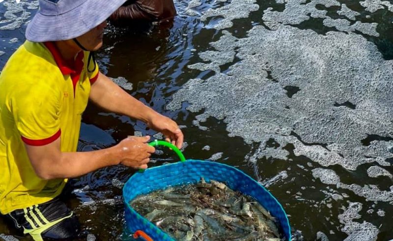 Mô hình nuôi tôm công nghệ cao ở Bến Tre đạt hiệu quả cao