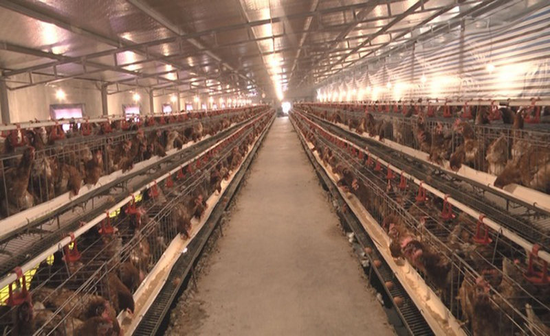 Lạ lùng chuyện nam thanh niên nuôi gà cho nghe nhạc thu nhập tiền tỷ