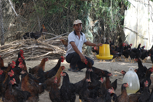 Thu nhập khá từ nuôi gà thịt