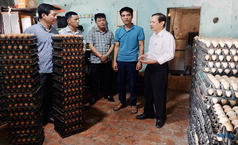 Nuôi gà đẻ trứng mỗi năm thu lãi hàng trăm triệu đồng