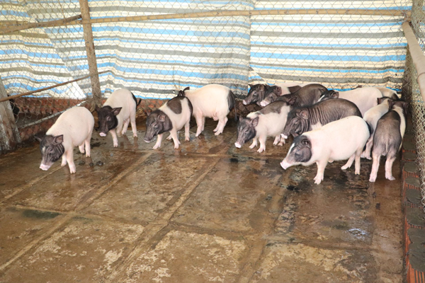 Nuôi heo hương kết hợp du lịch sinh thái