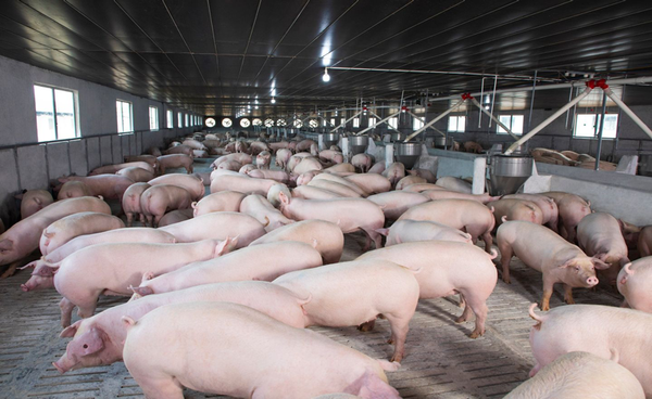 Mô hình toán học trong chăn nuôi lợn ở Việt Nam