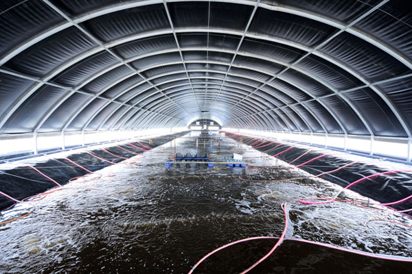 Nông dân làm giàu từ mô hình nuôi tôm Combine