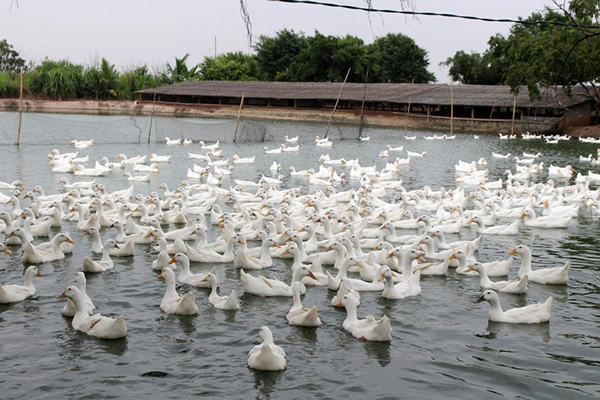 Quy trình chăn nuôi vịt theo VietGAHP