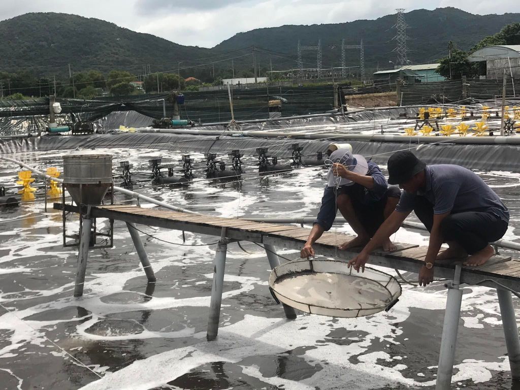 Công nghệ nuôi tôm CPF-Combine 3 giai đoạn