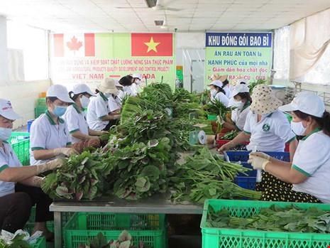 Giá rau tăng phi mã, nguy cơ thiếu hàng tết