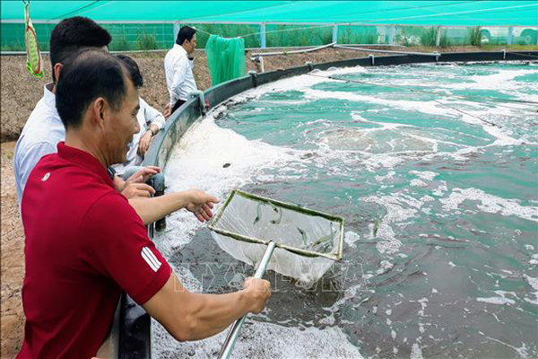 Phát triển mô hình nuôi tôm công nghệ cao gắn với bảo vệ môi trường