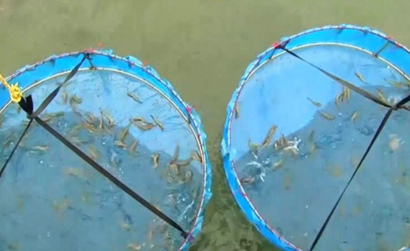 Bình Định và kỳ vọng trở thành ‘thủ phủ’ tôm giống miền Trung