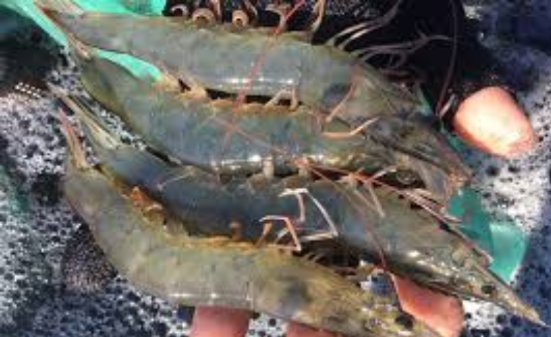 Tôm giống C.P. Việt Nam: Từ thương hiệu tới đẳng cấp