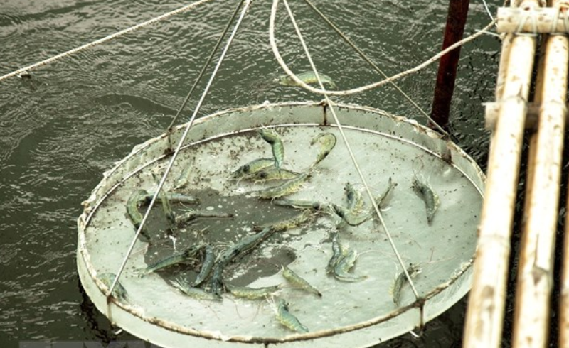 Bến Tre phát triển sản xuất giống tôm biển chất lượng cao